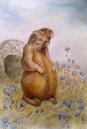 Суслик Байбак