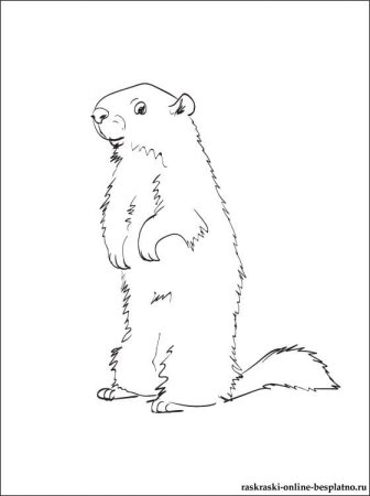 Сурок Байбак рисунок