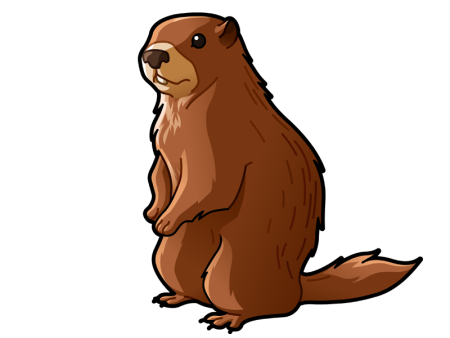 Сурок Байбак рисунок