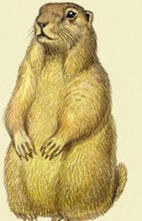 Сурок для детей