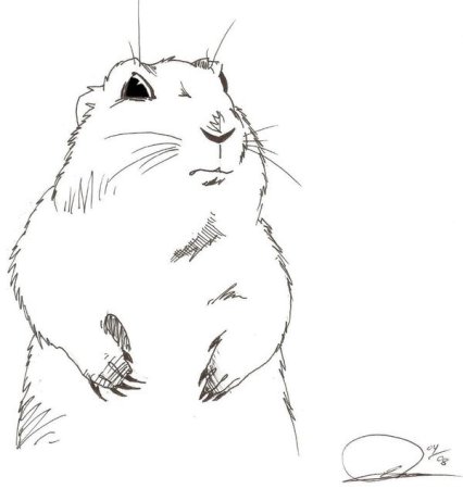 Суслик рисунок карандашом