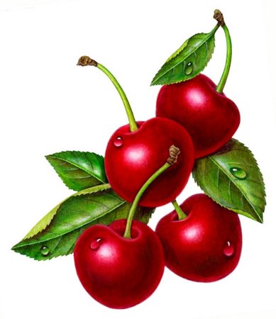 Вишня рисунок