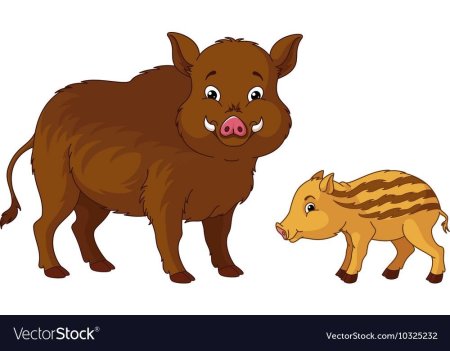 Кабан раскраска