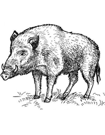 Рисунок кабана для срисовки