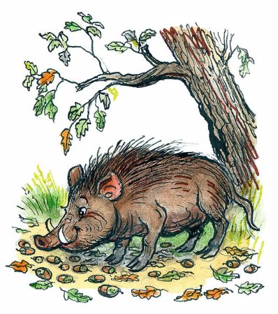 Кабан раскраска