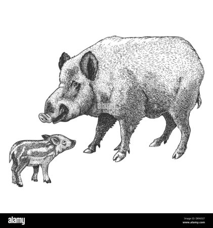 Кабан контур