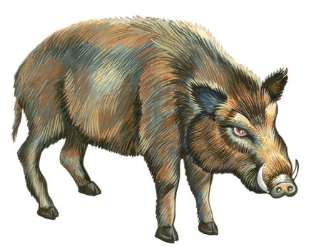 Кабан раскраска