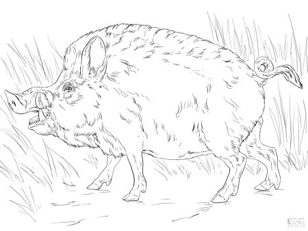 Раскраска кабанчик