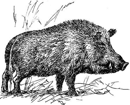 Кабанчик нарисованный