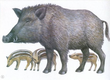 Кабанчик нарисованный