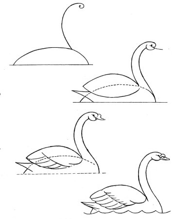 Лебедь рисунок карандашом
