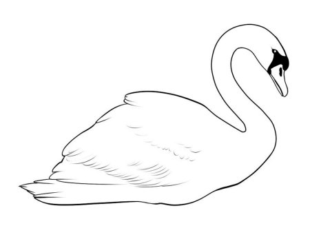 Лебедь рисунок