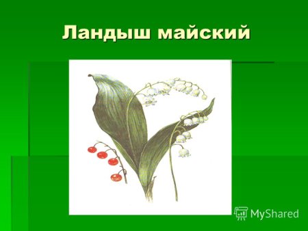 Строение цветка ландыша формула