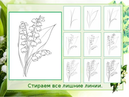 Как нарисовать Ландыш