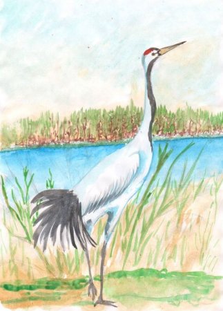 Журавль рисунок