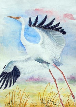 Журавли для рисования