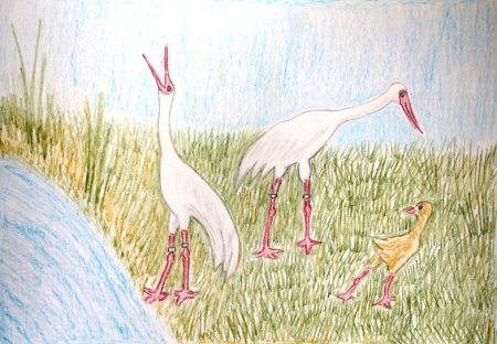 Журавль рисунок детский