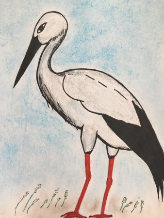 Аист рисунок