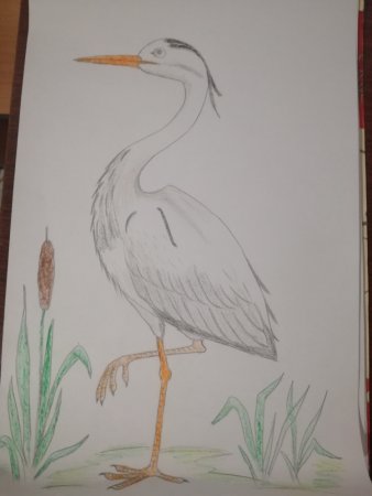 Журавль рисунок карандашом