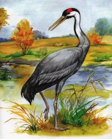 Михаил пришвин журка иллюстрации