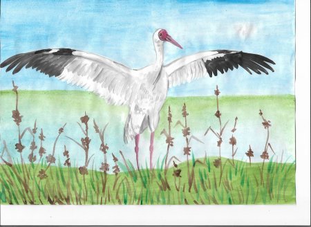 Журавль Стерх рисунок