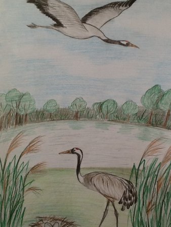 Журавль рисунок