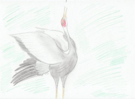 Цапля рисунок карандашом