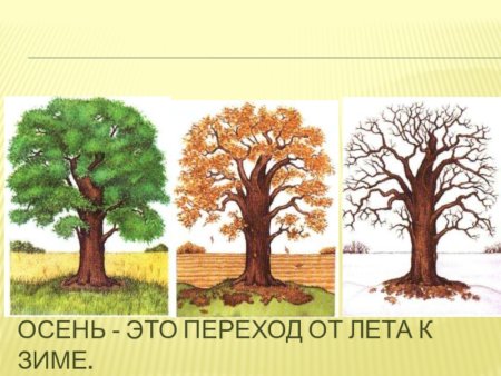 Дуб в разные времена года