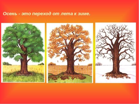 Дуб в разные времена года