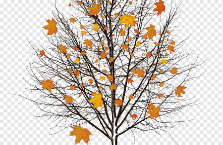 Дерево осенью на прозрачном фоне