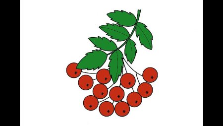 Ветка рябины рисунок