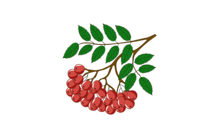 Ветка рябины