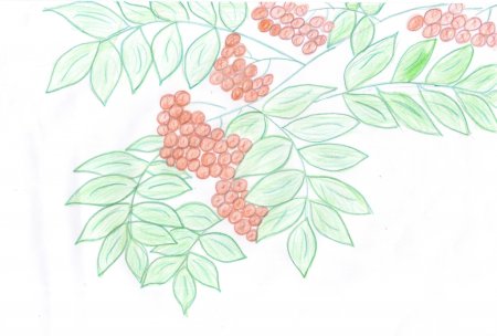 Ветка рябины рисование