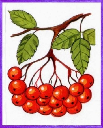 Рябина для дошкольников