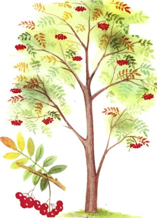 Ветка рябины рисование