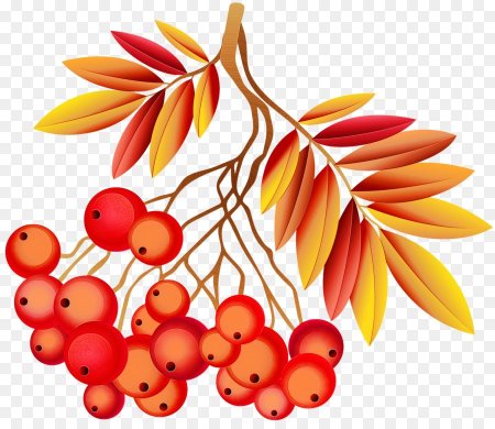 Рябина рисунок для детей