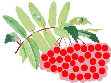 Ветка рябины рисование