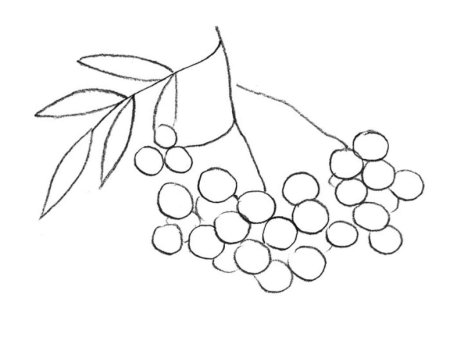 Ветка рябины в нетрадиционной технике рисования