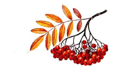 Кисть Рябинки гроздь Калинки рисование