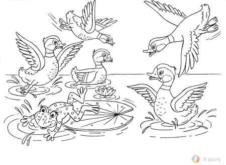 Лягушка путешественница рису