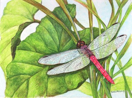 Рисование Стрекозы красками для детей