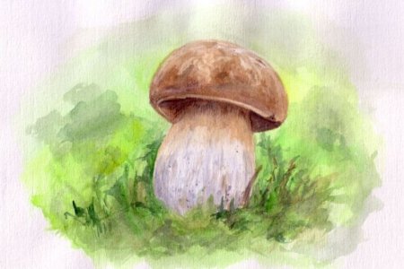 Грибы акварелью