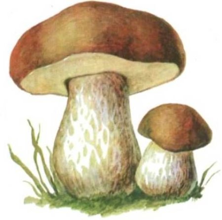 Детский рисунок белый гриб (51 фото)