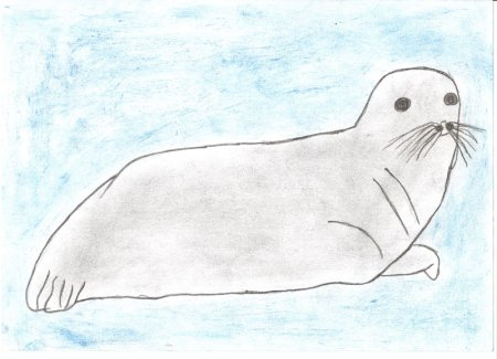 Рисование Нерпа подготовительная группа