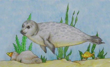 Нерпа рисунок