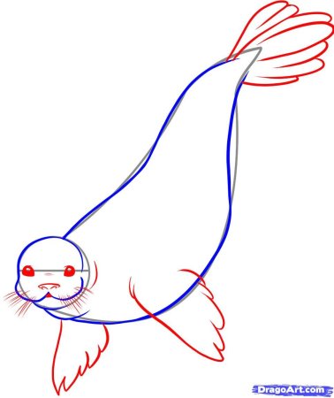 Рисование морской котик