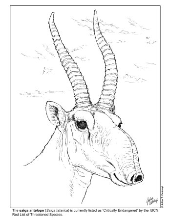 Нарисовать сайгака