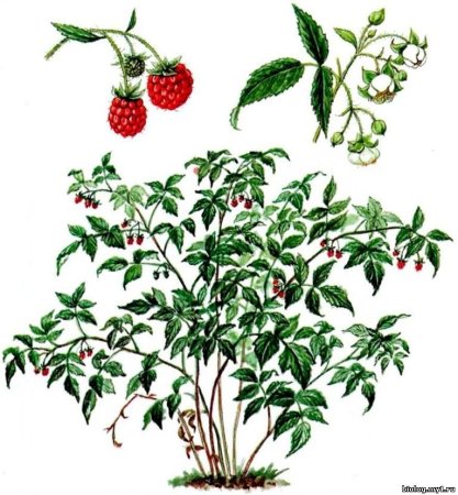 Кустарник шиповник малина