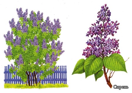 Сирень дерево narisovat