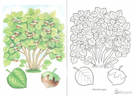 Куст раскраска